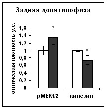   Bcl-2, p53, -CREB (pCREB), -MEK1/2-27