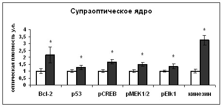   Bcl-2, p53, -CREB (pCREB), -MEK1/2-26